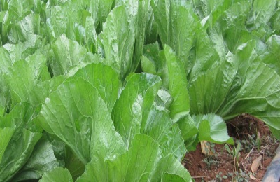 香水草养殖方法