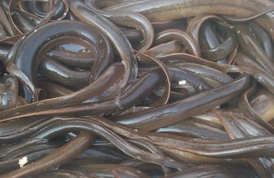 立春10几度黄鳝出来觅食吗,黄鳝什么时候冬眠