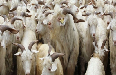 羊吃的饲料有哪些