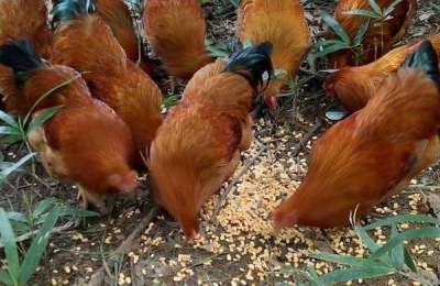 5万只蛋鸡养鸡场投资多少？年利润多少？