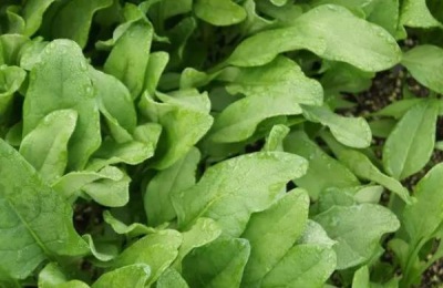 快速清除猪舍臭气的方法