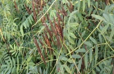 常见的中草药有哪些？其种子种苗市场价格如何