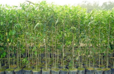 小满节气到处都有什么农事要忙