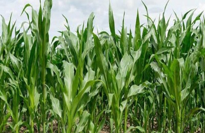 富民88玉米种特征特性