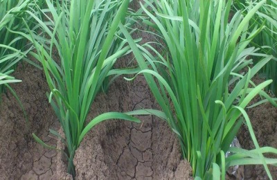 韭菜疫病特效药