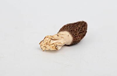 一斤羊肚菌多少钱？种植羊肚菌的前景如何