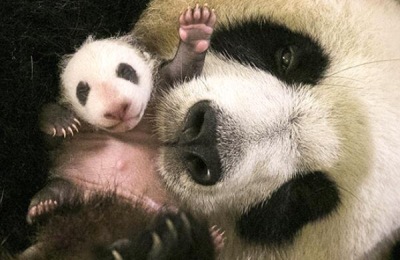 怎样养熊猫兔最好