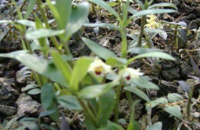 石斛用什么肥料好?生长季节要追肥,常施叶面肥