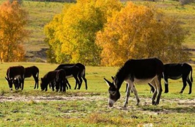 红之玉的养殖方法