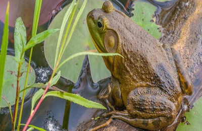 一亩牛蛙养殖多少斤?成本和利润如何