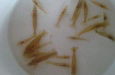 河里的小虾米怎么养 河虾怎么养才不会死