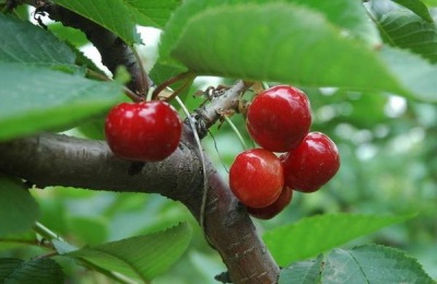 俄罗斯8号樱桃一斤多少钱？种植前景如何