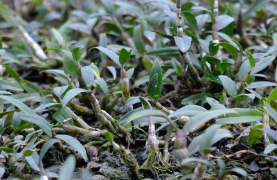 石斛用什么肥料好?生长季节要追肥,常施叶面肥