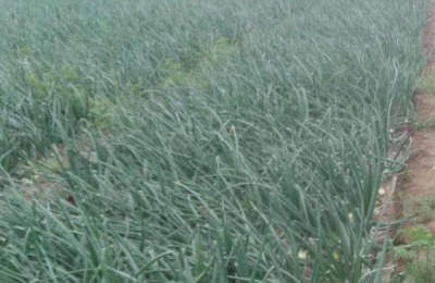 洋葱春季什么时候浇水