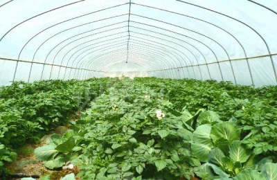 一年温室一年能赚多少钱？温室种什么蔬菜赚钱