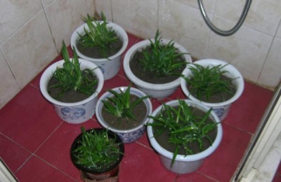 养殖方法及注意事项