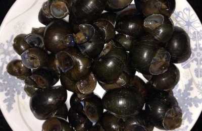 田螺养殖赚钱吗？有什么作用和作用？(附属蜗牛养殖技术)