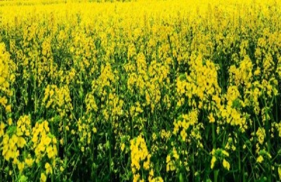 辽宁辽阳市哪些特产可以带走