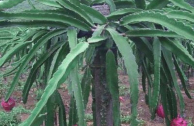 盆栽火龙果种植方法