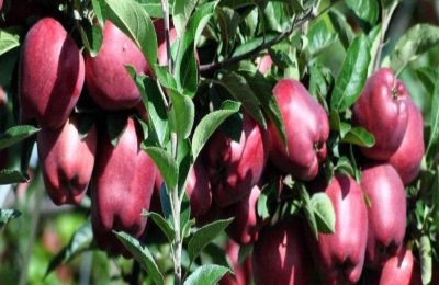 宇宙脆苹果品种介绍