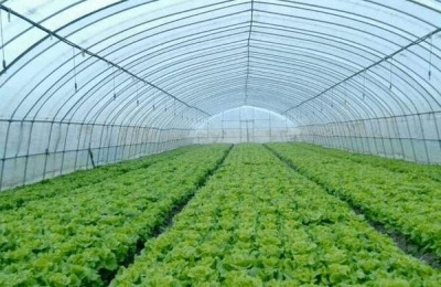 大棚降温最佳方案（常见方法），大棚降温剂有用吗？