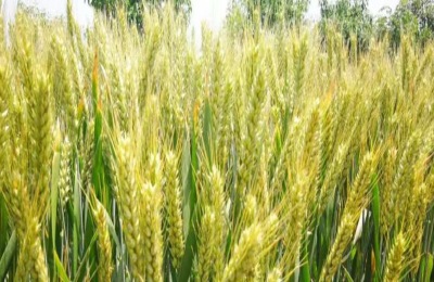 鲁研128小麦品种介绍