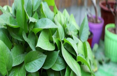 绿萝怎么施肥才好