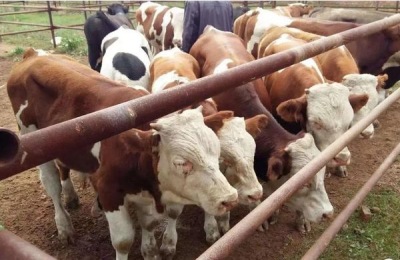 肉牛吃什么饲料长得快,养牛春节对联七字