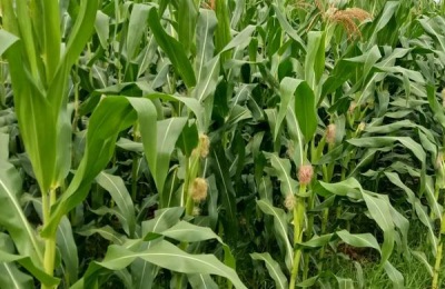 科泰1608玉米品种介绍