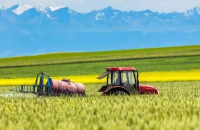 三大品种鹅适合农民养殖