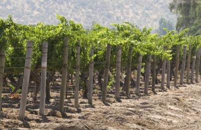 葡萄萌芽期施什么肥