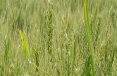 济麦44小麦品种介绍