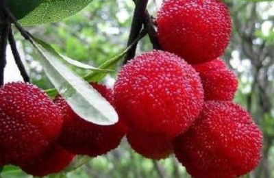 杨梅哪个品种又大又甜