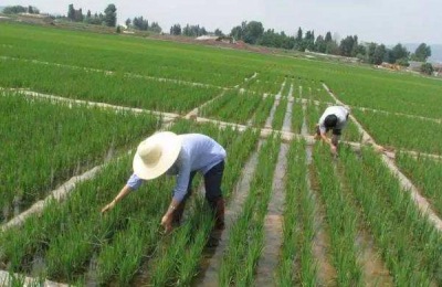 除草剂种类有哪几种?怎么分类