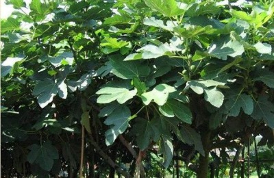 无花果喜欢什么肥料