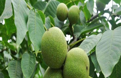 保花保果农药最佳配方