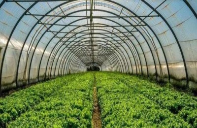 一亩葡萄温室投资多少钱？什么样的葡萄品种适合温室种植