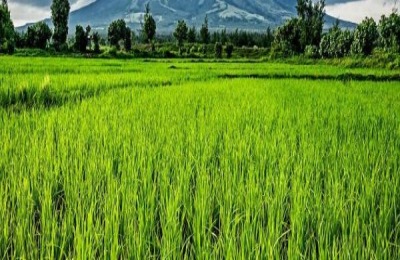 冲施肥配方及使用方法