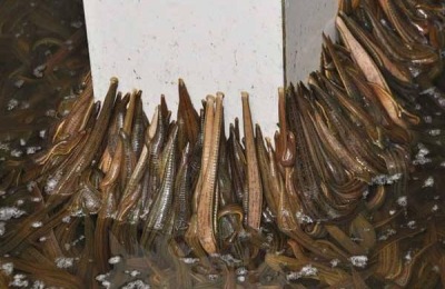 蚂蝗怎么养 蚂蝗养殖技术与注意事项