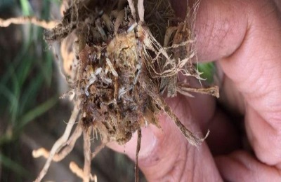 韭蛆用什么农药最佳