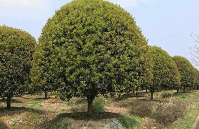 桂花用什么肥料