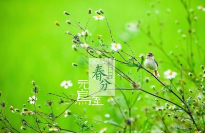 春分种植注意事项