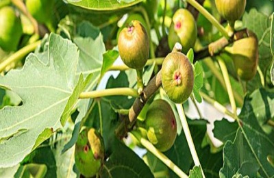 一斤无花果多少钱?种植无花果赚钱吗