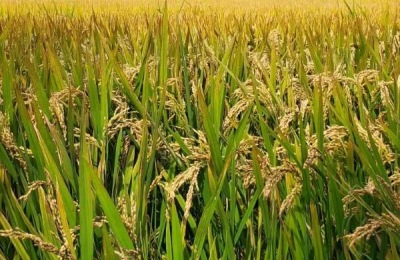 农香42品种介绍