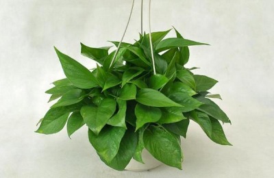 盆栽绿萝怎么养才好