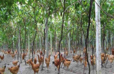 果园养什么赚钱