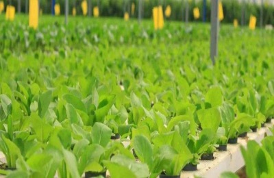 石硫合剂打过的菜能吃吗