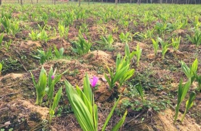 一斤白芨的市价是多少?种植一亩的成本和利润是多少