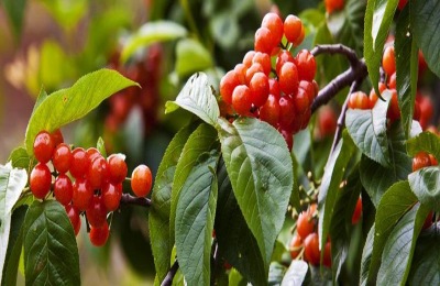 大盘点早熟樱桃品种