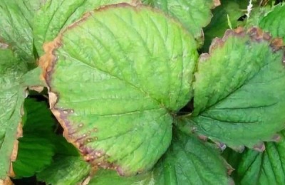 种草莓用什么肥